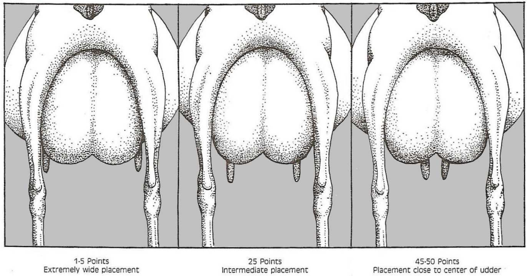 ADGA-TeatPlacement